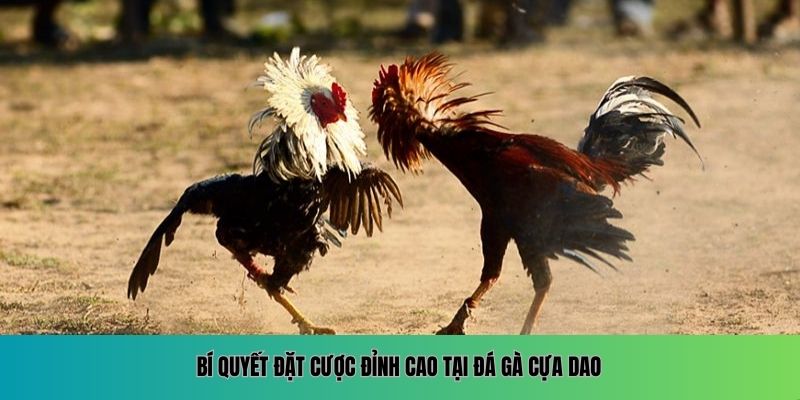 Bí quyết đặt cược đỉnh cao tại đá gà cựa dao