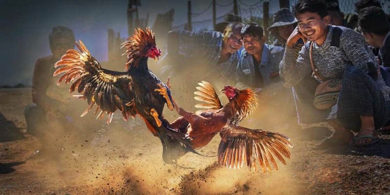 Cần lựa chọn cửa cược đá gà cựa sắt hiệu quả