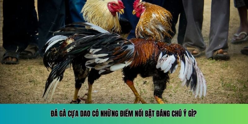 Đá gà cựa dao có những điểm nổi bật đáng chú ý gì?