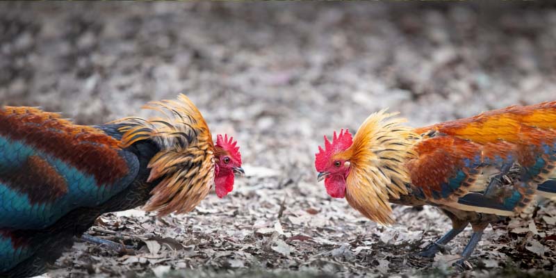 Đá Gà Cựa Sắt 555WIN