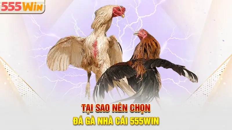 Hình thức cược đá gà 555WIN kịch tính