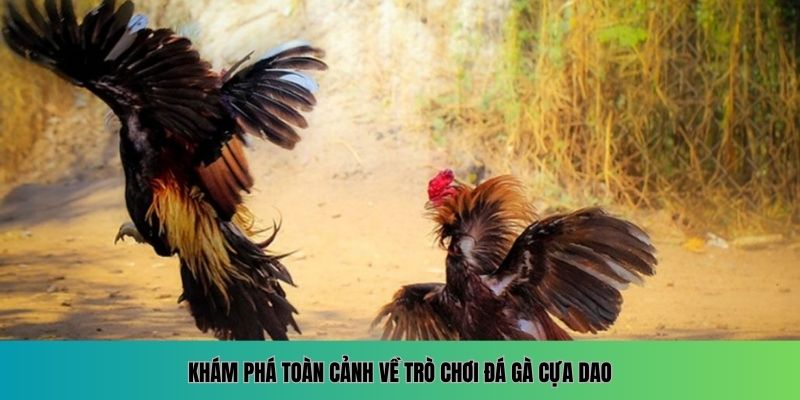 Khám phá toàn cảnh về trò chơi đá gà cựa dao