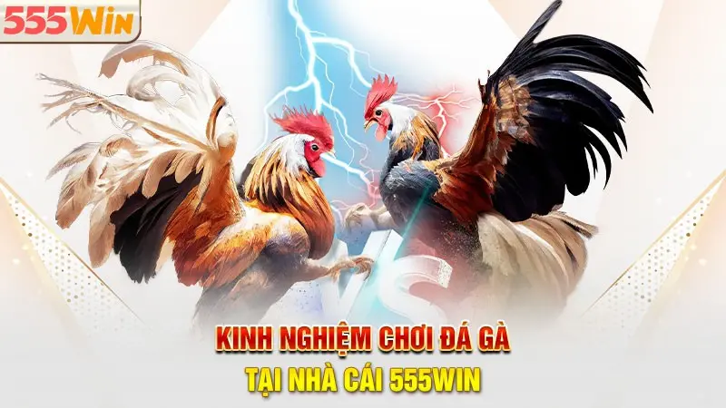 Mức thưởng khủng khi cược đá gà 555WIN