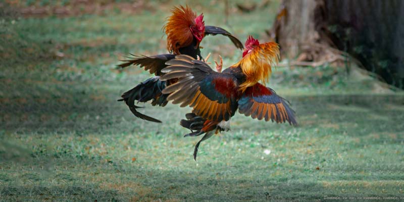 Nhà cái cung cấp đa dạng trận đấu đá gà cựa sắt