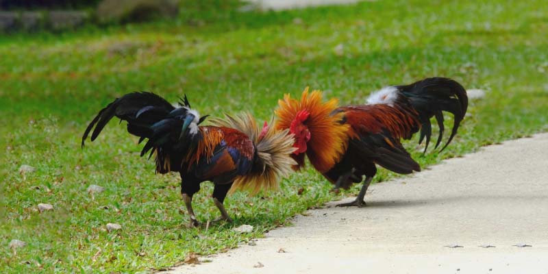 Tìm hiểu thông tin về đá gà cựa sắt