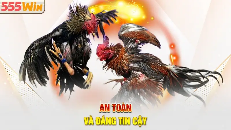 Ưu điểm vượt trội chỉ có tại đá gà 555WIN